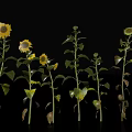 Sunflowers In Various Growing Stages Arranged With Green Leaves And Stems