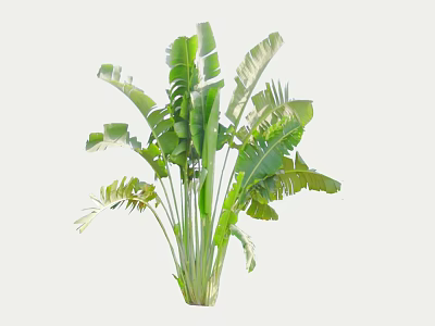 Vibrant Green Arbor with Large Leaves Upright Trunk and Lush Foliage 3d model
