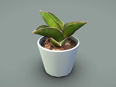 Vibrant Green Plant with Red Edged Leaves in White Pot and Fresh Soil 3d model
