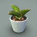 Vibrant Green Plant with Red Edged Leaves in White Pot and Fresh Soil