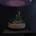 Diverse Cactus and Succulent Bonsai Potted Plant in Light Brown Ceramic Pot on Dark Table