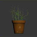 Potted Green Plant With Slender Branches In Terracotta Pot On Gray Background