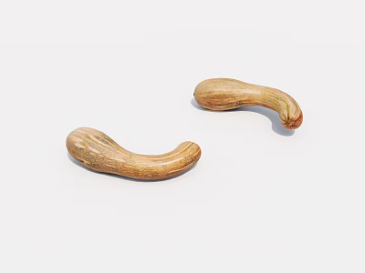 Two Curved Light Brown Vegetables With Textured Surface On White Background 3d model