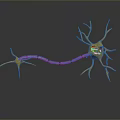 Neurons Nerve cells Nerve endings Human nerves 3d model