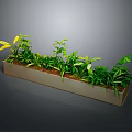Various Green Plants in Rectangular Planter with Different Leaf Shapes on Dark Background
