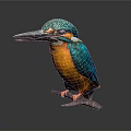 Colorful Kingfisher As Flying Animal With Blue Green Head Orange Belly Perched On Branch Against Gray Background
