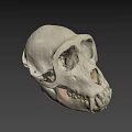 Detailed White Primate Skull Display On Dark Background With Visible Teeth 3d model