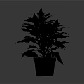 Indoor Houseplant with Purple Flowers Green and Purple Leaves in Pink Pot on Dark Background
