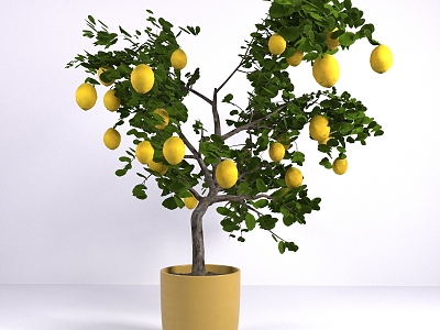 lemon plant fruit tree fruit pot 3d model