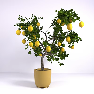 Lemon Tree With Yellow Lemons And Green Leaves In Yellow Pot Against White Background 3d model