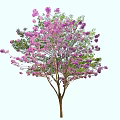 Graceful Arbor with Pink Blossoms and Green Leaves in Full Bloom
