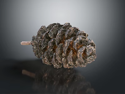 Detailed Natural Pine Cone With Textured Surface On Dark Reflective Background 3d model