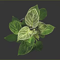 Green Leafy Plant in Blue Textured Pot on Dark Background with Healthy Lush Foliage