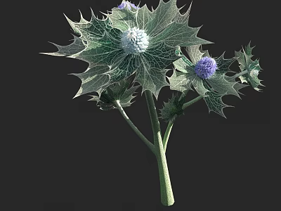 Spiky Green Leaves With White And Purple Flower Heads Decorative Botanical Plant 3d model