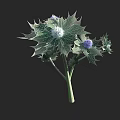 Spiky Green Leaves With White And Purple Flower Heads Decorative Botanical Plant
