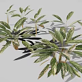 Ornamental Alpinia zerumbet Plant With Green Red Variegated Leaves And Tropical Foliage