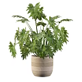Fresh Lush Green Leafy Decorative Garden Potted Plant In Bamboo Planter For Indoor