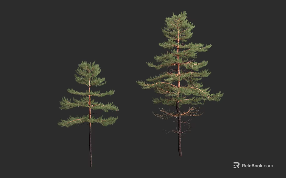 Two Pine Trees of Different Sizes with Green Foliage on Dark Background 3d model 
