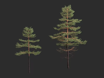 Two Pine Trees of Different Sizes with Green Foliage on Dark Background 3d model