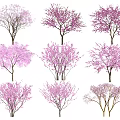 Flowering Trees with Pink and Purple Blossoms in Various Shapes
