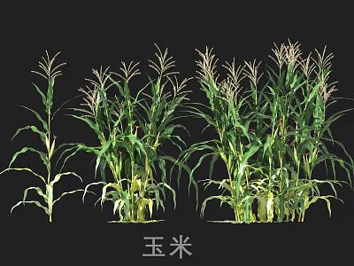 Growing Corn Plants With Green Leaves And Tall Stalks In Field 3d model
