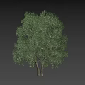 Lush Green Tree With Two Trunks And Dense Foliage Isolated On Black Background