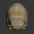 3D Rendered Tardigrade With Segmented Body Small Claws Light Brown On Dark Reflective Surface