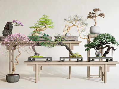 Artistic Bonsai Plants with Flowering and Evergreen Species on Wooden Shelves 3d model