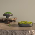 Bonsai Potted Plants With Green Moss On Wooden Tree Stump Display Stand
