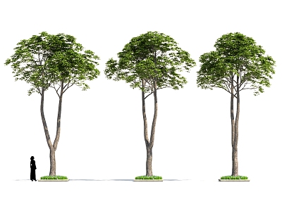 Tree Pond, Flower-bed, Street Tree model