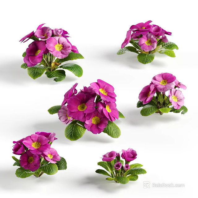 Vibrant Purple Primroses With Yellow Centers And Green Leaves For Garden 3d model 