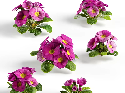 Vibrant Purple Primroses With Yellow Centers And Green Leaves For Garden 3d model