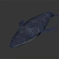 Realistic Blue Whale 3D Model on Dark Background with Sleek Surface Details 3d model