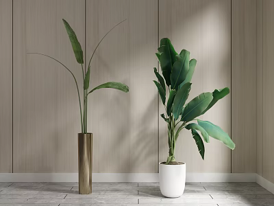 Leafy Potted Plants in Golden Vase and White Planter by Wooden Wall on Gray Floor 3d model