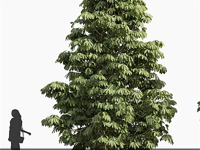 Tall Arbor Tree With Lush Green Foliage And Person Silhouette For Height Reference 3d model