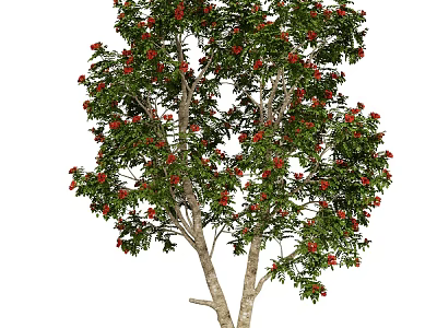 Healthy Lush Arbor With Dual Trunks Green Leaves And Red Fruits 3d model