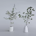 Decorative Bonsai Potted Plants in White Ceramic Pots with Green Foliage on Gray Background