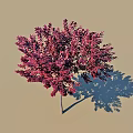 Red Leaf Tree with Vibrant Foliage against Clear Blue Sky and Light Ground