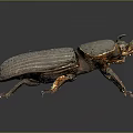 Dark Brown Shiny Beetle With Horned Head And Detailed Legs On Gradient Background With Reflection
