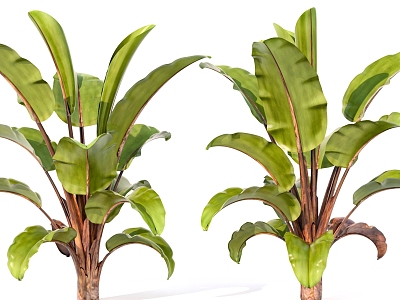 green plant leaves plantain tropical 3d model