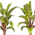 green plant leaves leaves plantain tropical 3d model