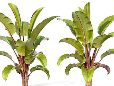Healthy Lush Banana Tree Potted Plant With Broad Green Leaves And Brown Stems 3d model