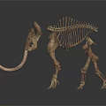 Complete Mammoth Skeleton With Bony Organ Structure And Long Curved Tusks