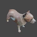 Brown And White Medium Sized Dog Standing On Neutral Gray Background