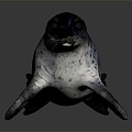 Modern Seal Marine Animal Anime Character Game Character 3d model