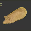 Golden Brown Roast Pig with Crispy Skin on Black Reflective Surface
