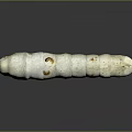 White Silkworm Pupa With Yellow Spots And Small Bottom Protrusions On Gray Background With Reflection 3d model