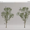 Modern Tree Landscape Tree 3d model