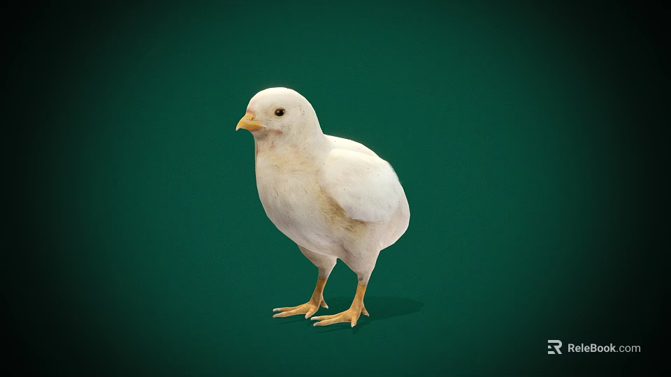 Cute White Baby Chicken Standing On Green Background As Flying Animal 3d model 