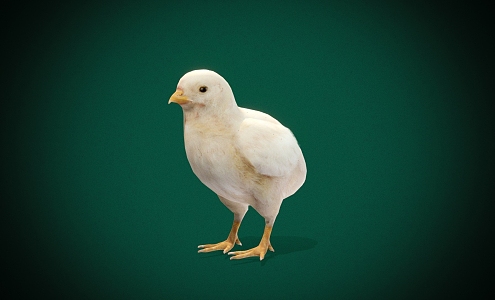 Modern Chick 3d model